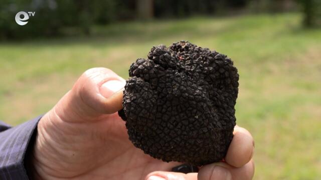 България е на първо място по добив на трюфели в Европейския съюз