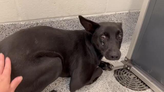 She shook in fear, hiding in corners—until one kind woman showed her what love feels like!