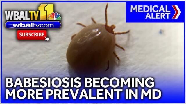Study: Tickborne disease becoming more prevalent in Maryland