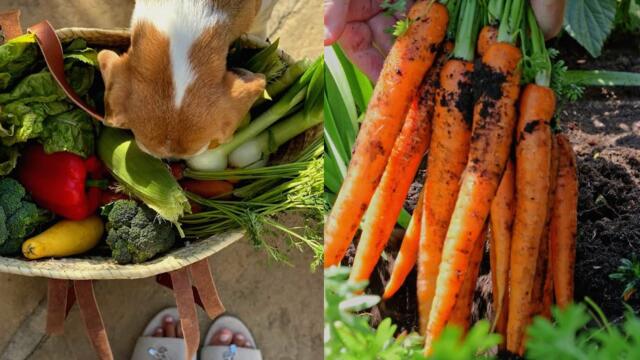 Did Meghan Markle Really Grow Her Own Veggies?