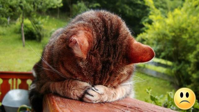 Die Katze lag, versteckte ihre Nase in ihren Pfoten und weinte ohne anzuhalten..