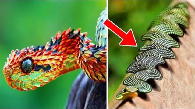 Most Unique Animals In The World