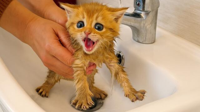 First bath for kitten Tony, who became adopted by our cats. Subtitles!