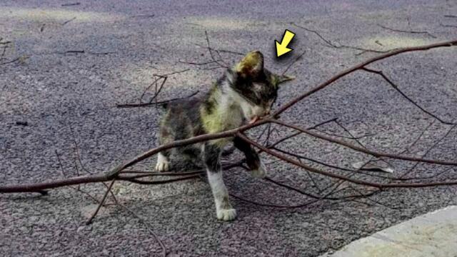 Er Aß Trockene Zweige Vor Hunger Und Bekam Niemals Liebe In Seinem Leben!