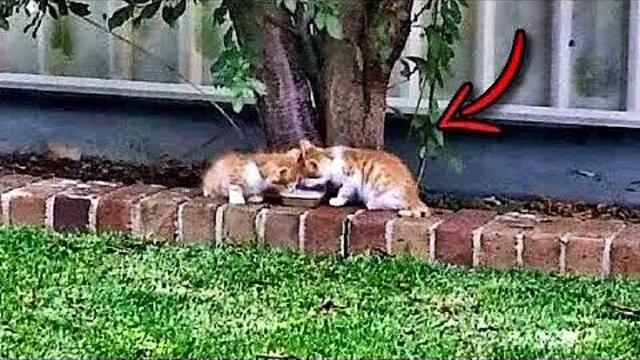 Man hat sie blind zum Sterben zurückgelassen! Das grausame Schicksal zweier Kätzchen!