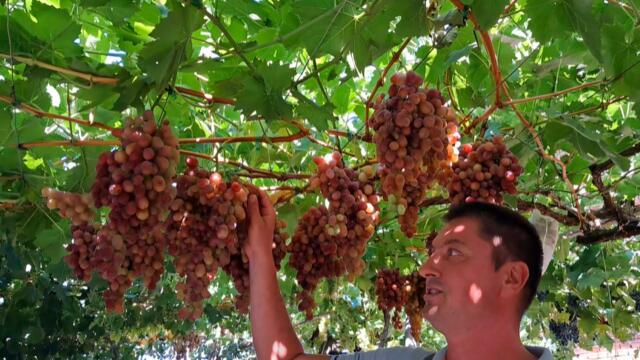 Подробно ръководство за летни зелени резитби на лозата - гаранция за качествено грозде