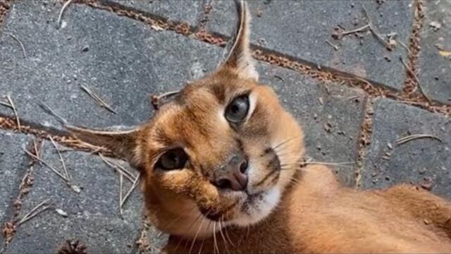 Young Pumba funny moments