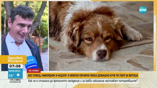 Без повод и намордник: 8 немски овчарки убиха друго куче в София