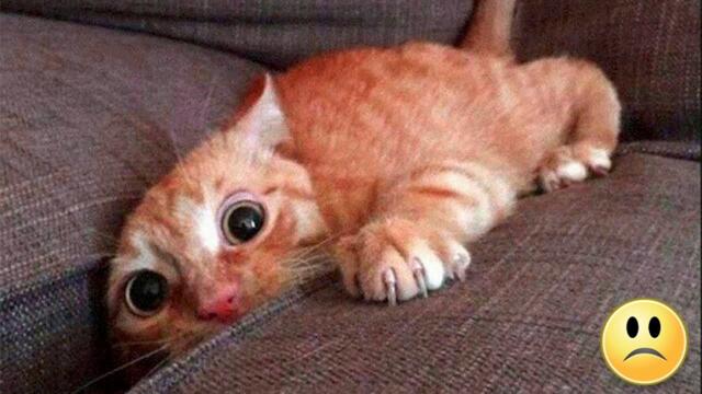 Die Katze drückte sich auf das Sofa, als die Tür zu brechen begann, war er allein