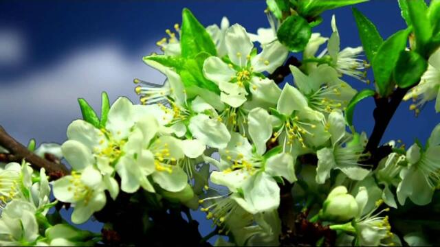 «Провинциална  пролет» - Силвия Кацарова и LZ