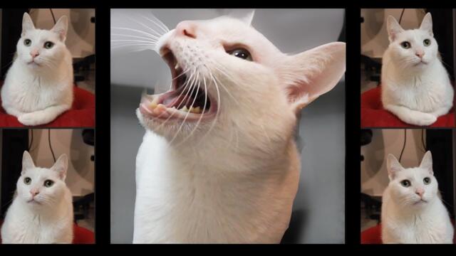 Ed Sheeran - Shape of You - Cats Cover