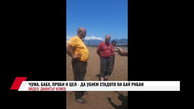 ЧУМА, БАБХ, ПРОБИ И ЦЕЛ: ДА УБИЕМ СТАДОТО НА БАЙ РИБАН