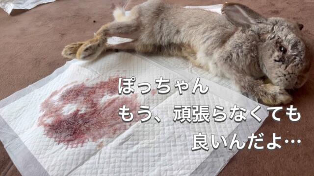 【涙の記録】ぽっちゃんの体調急変、診断結果とその後の介護生活#251