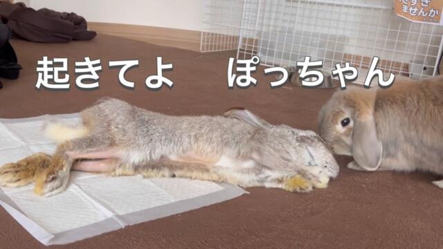 歩けなくなったぽっちゃん…進行する変化#249