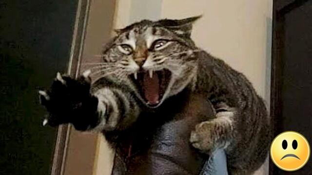 😭Die Katze schrie und weinte, als ihr Besitzer ins Krankenhaus gebracht wurde