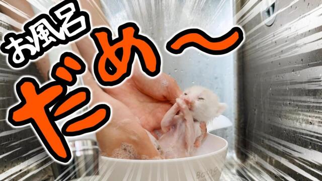 子猫の手足にうんちが付いたのでシャンプーしました。扉を開けた瞬間わかる匂い・・・【保護猫生活2日目】