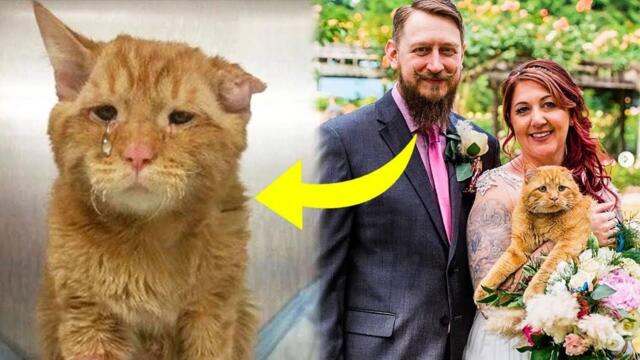 Couple Adopts Saddest Cat, Then An Hour Later Something Incredible Happens