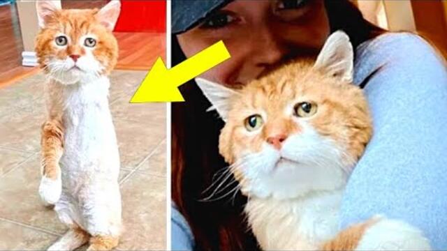 В течение 8 лет котик без лапки шел к дому хозяина, но он не знал, что его не стало..