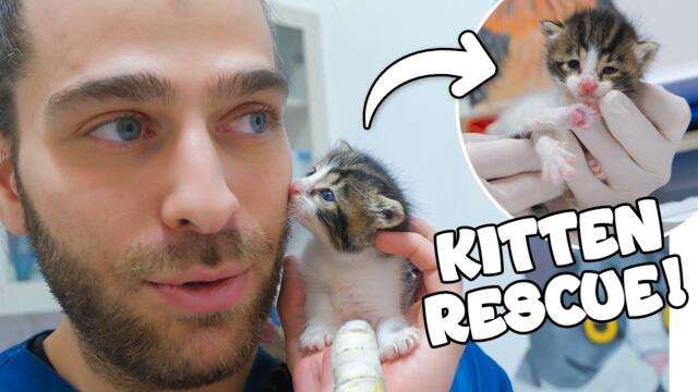 Annesiz Kalan Yavru Sokak Kedisini Kurtarmak! (Süt Annesi Sayesinde Hayata Tutundu!)