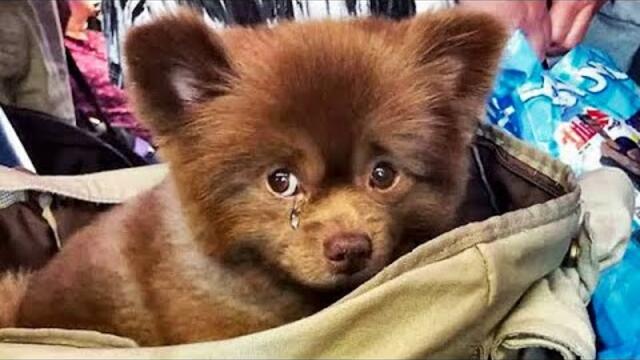 Il était considéré comme un monstre et a été simplement jeté ! Regardez ce qui s'est passé ensuite !