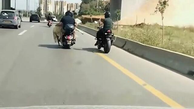 Il transporte un mouton sur son scooter