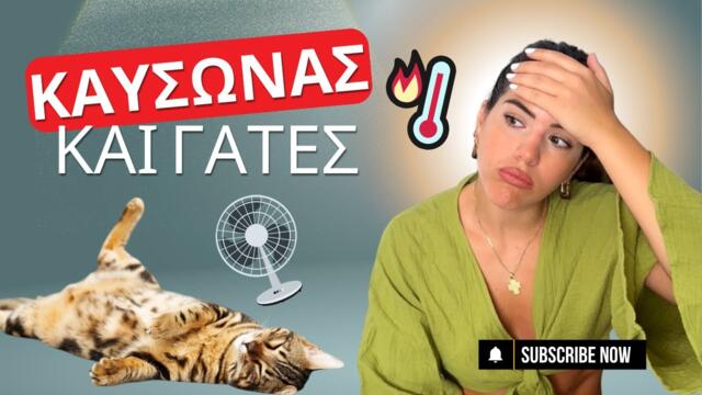 Καύσωνας και γάτες: Όλα όσα πρέπει να κάνεις για να την προστατεύσεις