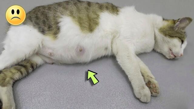 Le chat enceinte a été euthanasié et elle a pleuré amèrement