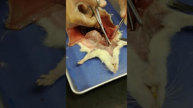 طريقة تشريح الفأر في المعمل  Rat dissection in Lab