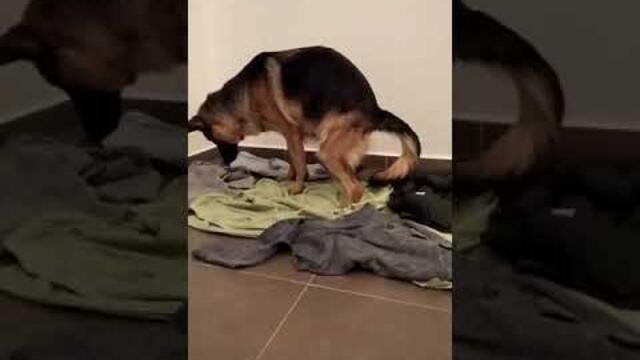 alman kurdu Şila'nın doğum anı