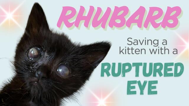 Saving a Little Blind Kitten with a Ruptured Eye