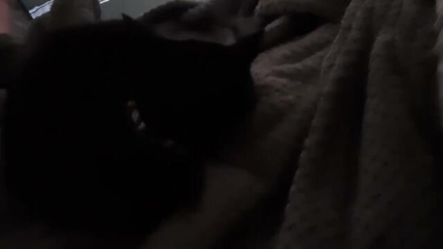 my cat sleeping in a tent