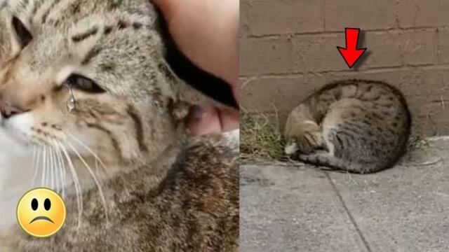 Die Katze konnte ihre Freude nicht verbergen, als die Frau sie mitnahm..