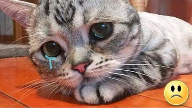 Le chat enceinte a été amené à euthanasier, et des larmes coulaient de ses yeux!