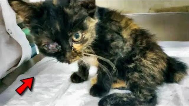 Sie schauten zu, wie es starb! Das Kätzchen litt, doch niemand kümmerte sich!