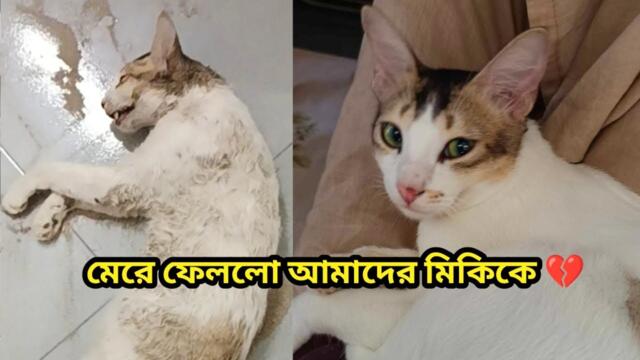 মানুষ রূপি কোন নরপিচাশ হত্যা করলো মিকিকে😭💔 #catdeath #catvideos