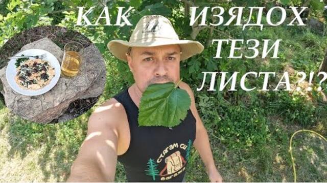 КАК ИЗЯДОХ ТЕЗИ ЛИСТА? HOW I EAT THESE LEAVES? #garden #foraging #plants #nature #herbs #cooking