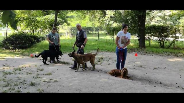 Наско и Томи, водимост между кучета!