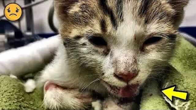 Lo golpearon brutalmente y lo abandonaron cerca de un restaurante. El gatito anhelaba vivir…