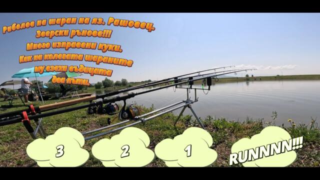 Риболов на ШАРАН на яз. Рашовец. Най яките РЪНОВЕ. CARP fishing at Rashovets Dam. The coolest RUN.