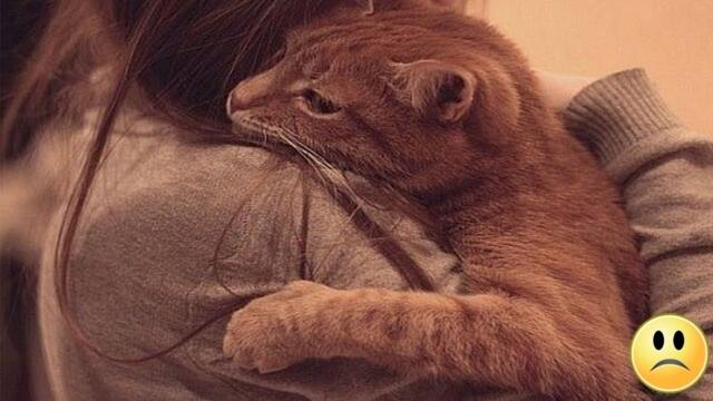 Nach 15 Jahren gab es den letzten Abschied des Besitzers von der Katze