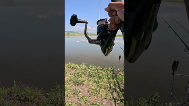 Риболов на ШАРАН на яз  Рашовец. Най яките РЪНОВЕ.  The coolest carp RUN. #shorts #carpfishing