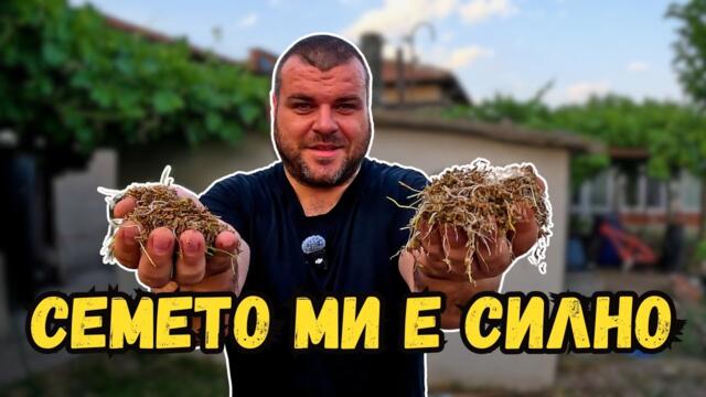 Това не беше в плановете ми | Милчеви БГ