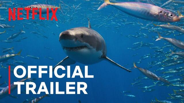 All the Sharks | Official Trailer | Netflix