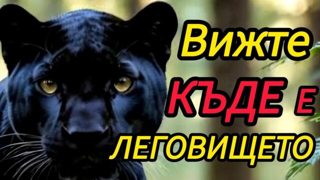 ЩЕ ВИДИТЕ КЪДЕ СЕ КРИЕ ПАНТЕРАТА ОТ ШУМЕН