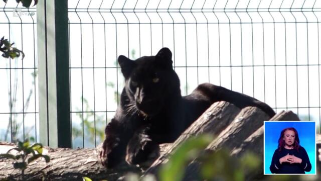 Експерт за избягалата пантера: Изключително опасно животно, напада и за удоволствие