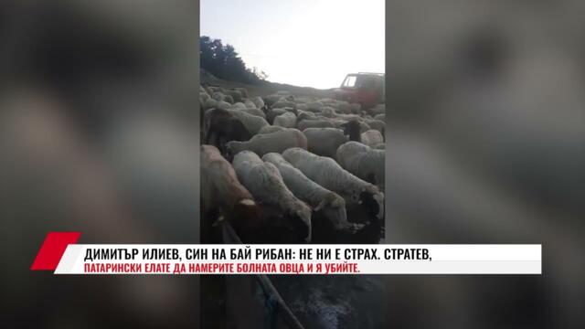ДИМИТЪР ИЛИЕВ, СИН НА БАЙ РИБАН:  НЕ НИ Е СТРАХ  СТРАТЕВ, ПАТАРИНСКИ ЕЛАТЕ ДА НАМЕРИТЕ БОЛНАТА ОВЦА