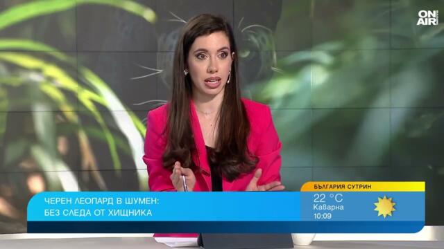 Леопардът от Шумен може да се окаже черен ягуар, няма шанс да му избягате