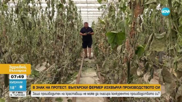 Български фермер нахрани кравите си с краставиците си в знак на протест