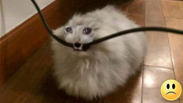 Die Katze weinte und hielt den Draht in die Zähne, das Ende war nahe
