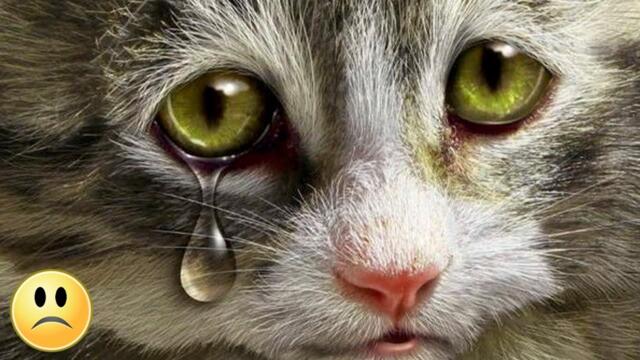 Le chat voulait dormir les derniers instants de sa vie, mais n'a pas eu le temps!